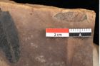 Foto (Detailsansicht) von Quercus palaeoilex Ettingshausen (NHMW-GEO-2024-0188-0884)